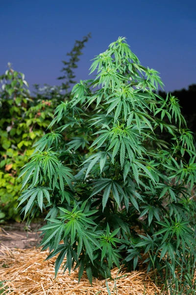 Understanding the Outdoor Cannabis Growing Season 🌞