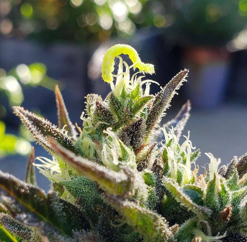 Outdoor Growing IPM: A Preventative Pest Management SOP 🌿