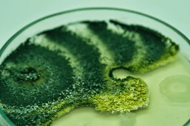 Healthy Roots Equal Healthy Fruits: Using Trichoderma to Protect Your Plants 🌱