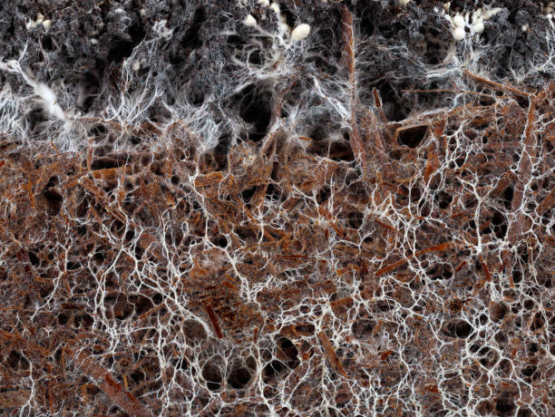 Healthy Roots Equal Healthy Fruits: Understanding Mycorrhizae and the Root Network 🍄🌱