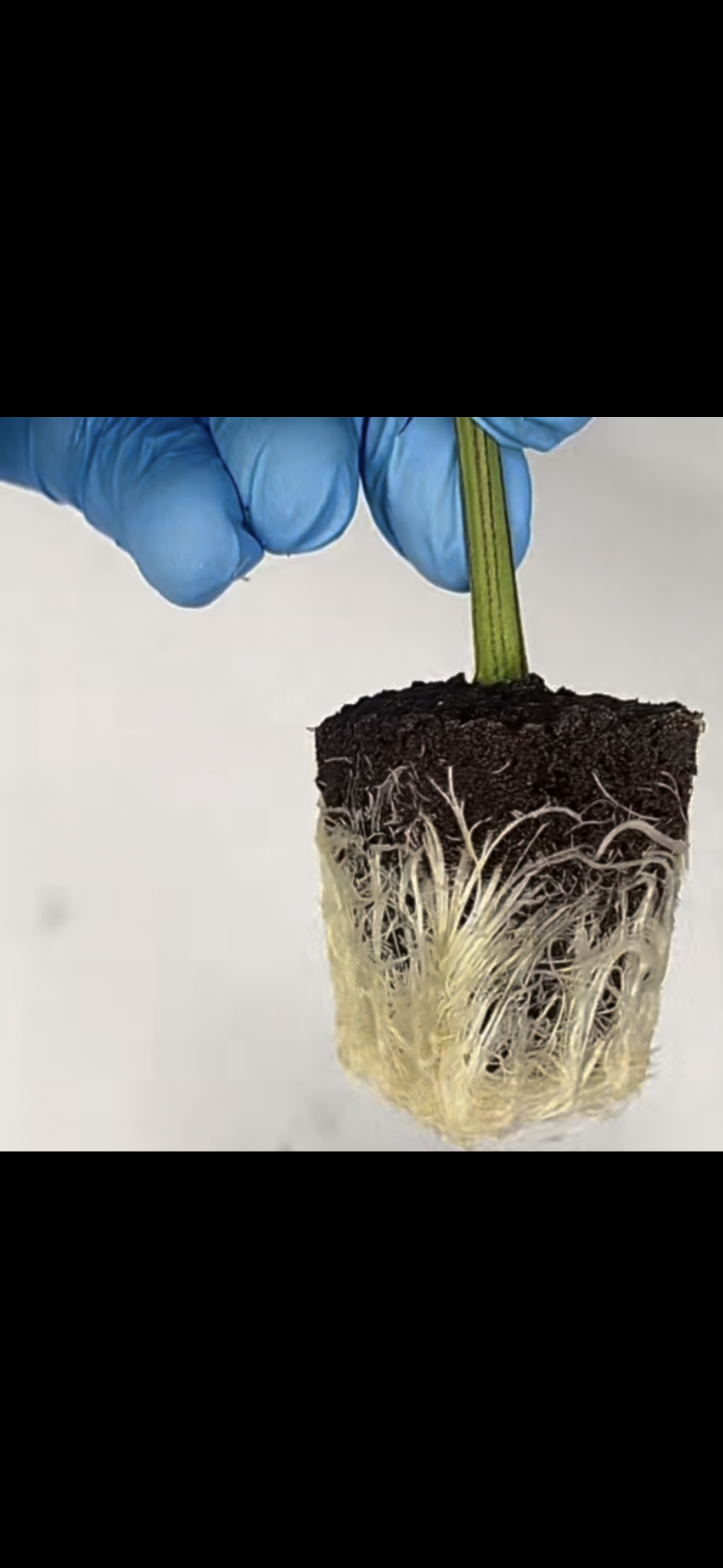 Clone Water for Cloning Plants: What Matters and Why 🌱