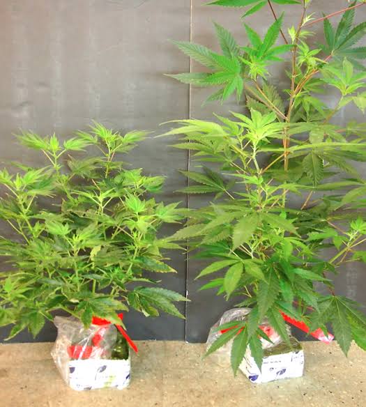 Hop Latent Viroid (HLVD): What Home Growers Need to Know 🌱