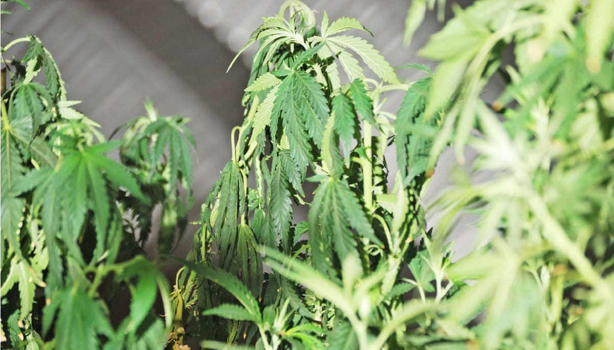 Pythium in Cannabis: What It Is, How It Starts, and How to Prevent Root Rot