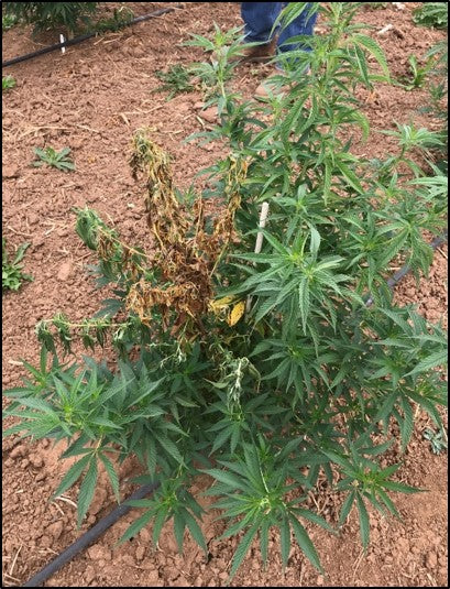 Fusarium in Cannabis: What It Is, Why It’s Dangerous, and How to Prevent It 🌱