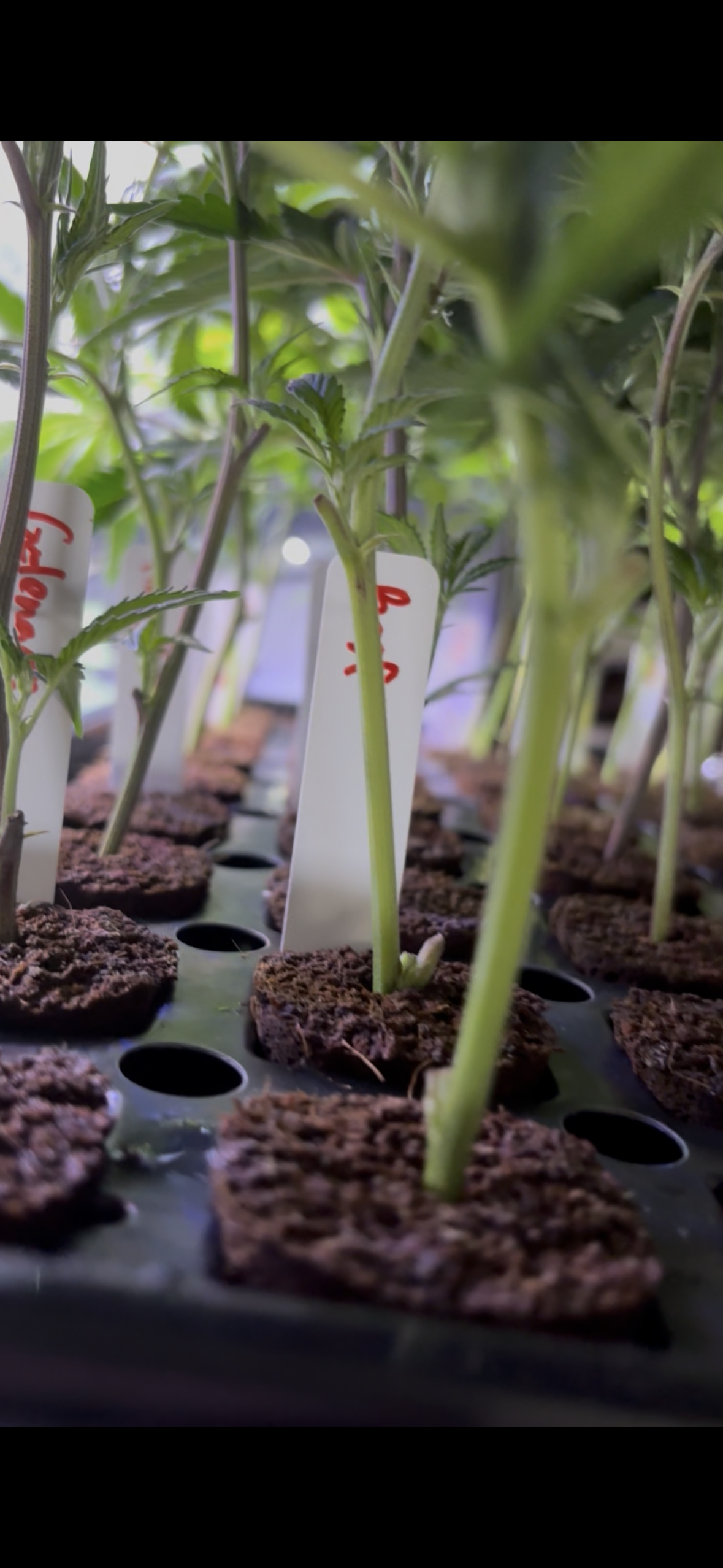 🌱 General Cloning Practices: How Growers Root Healthy Cannabis Clones in 14 Days