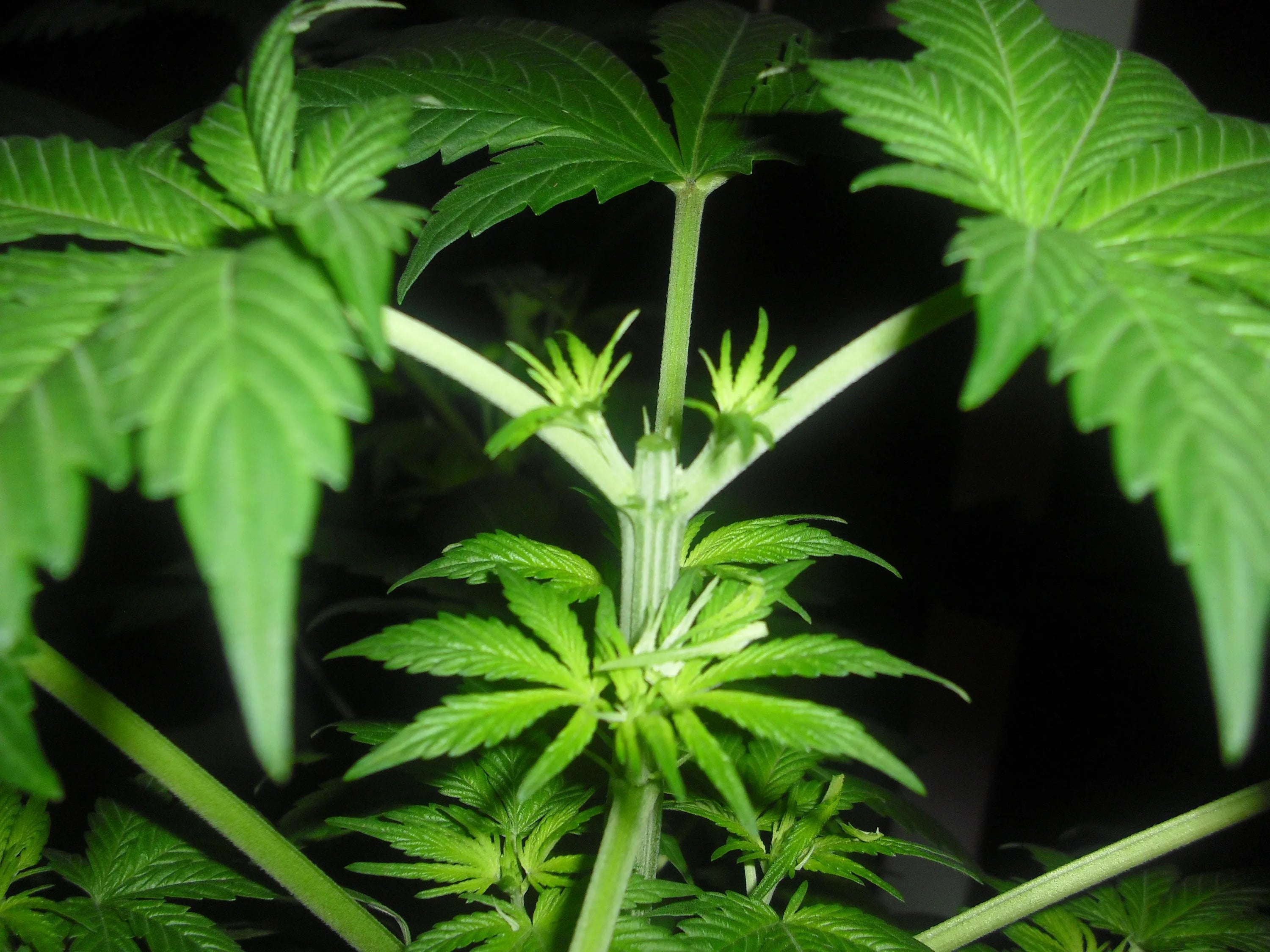 🌱 Cannabis Topping Techniques: FIM, Mainlining, and Hard Topping Explained