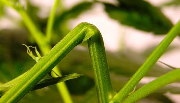 🌱 High-Stress Training (HST): When and Why Growers Intentionally Stress Cannabis Plants