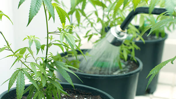 🌱 Flushing vs Leaching Nutrients: What Actually Impacts Flavor, Smoothness, and Finish Quality
