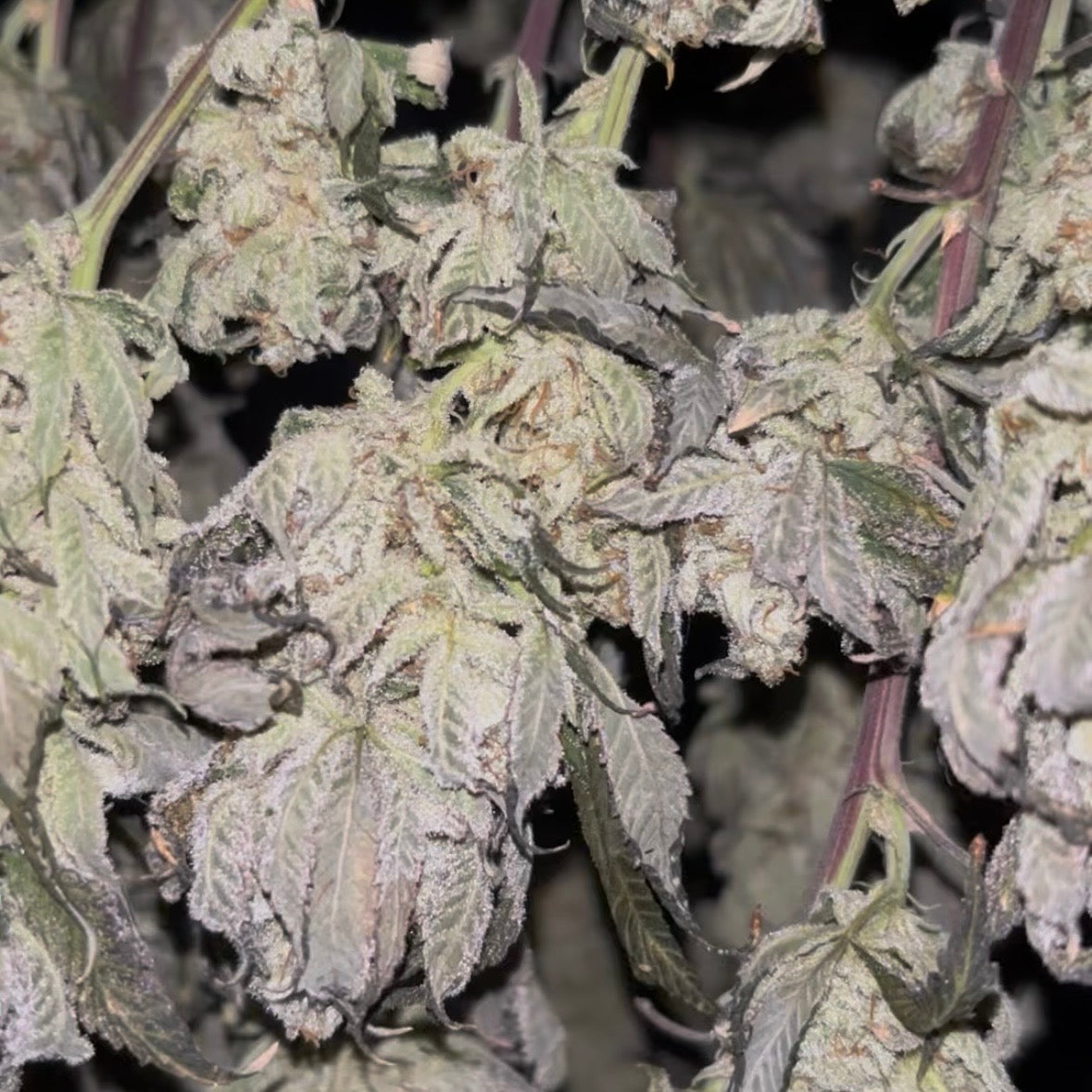 🌱 Drying Cannabis: Why Slowing Down Preserves Flavor, Terpenes, and Smoothness