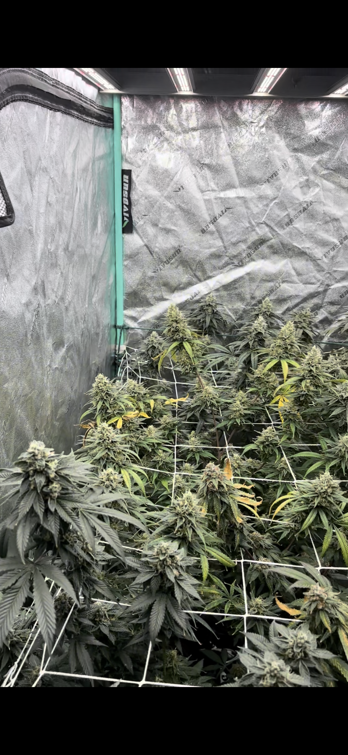 🌱 How to Maximize Yield in a Small Grow Tent