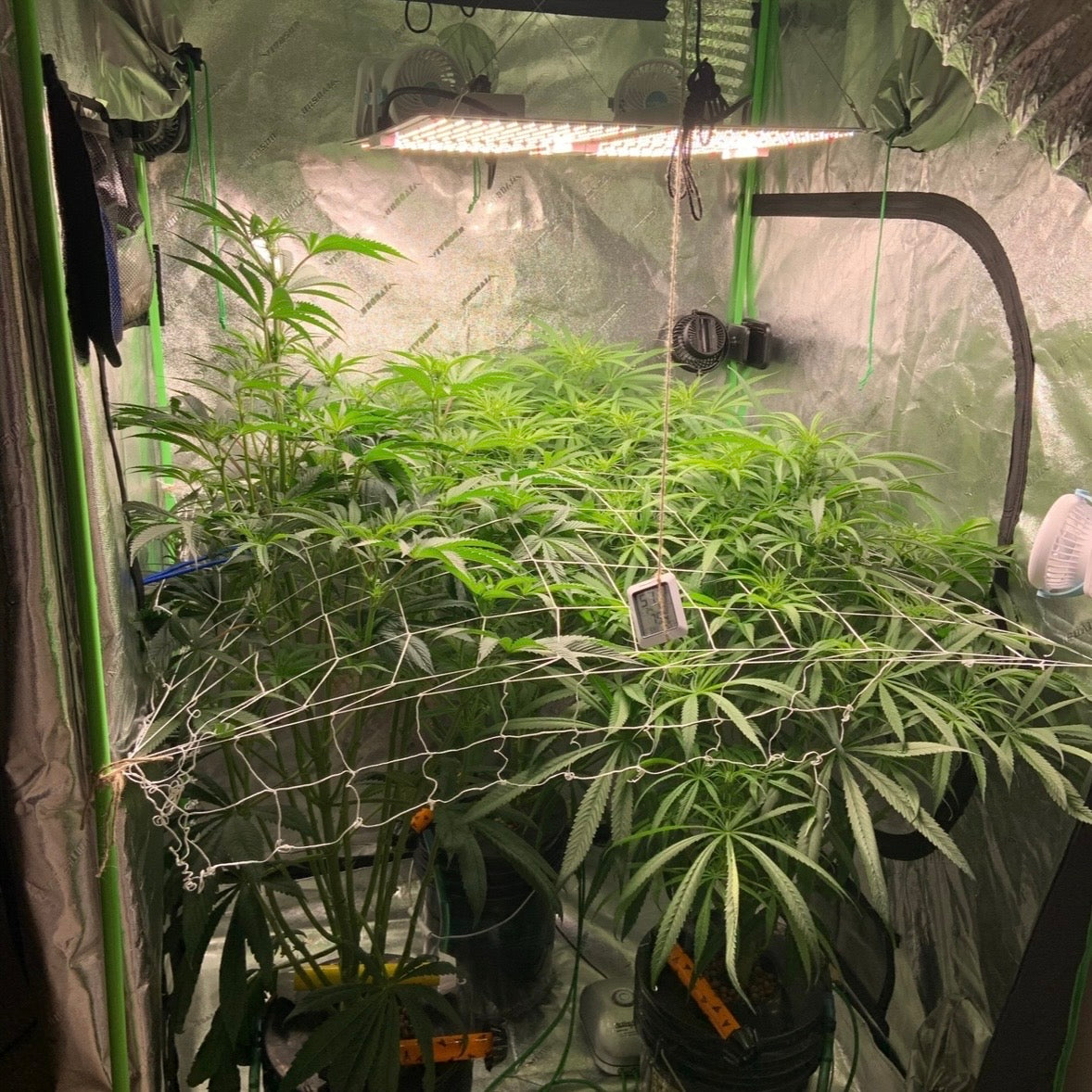 🌱 Best Nutrients for Cannabis (Seedling, Veg, Flower Feeding Guide)