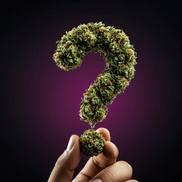 🌱 How to Choose the Right Cannabis Strain for Your Grow (Interactive Selection Guide)