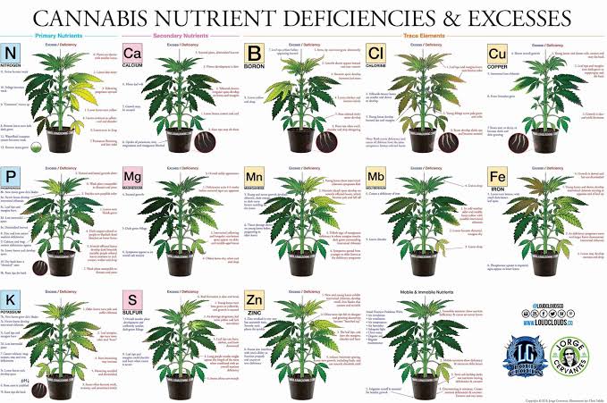 🌱 Organic vs. Synthetic Cannabis Cultivation: Benefits, Tradeoffs, and What Growers Should Know
