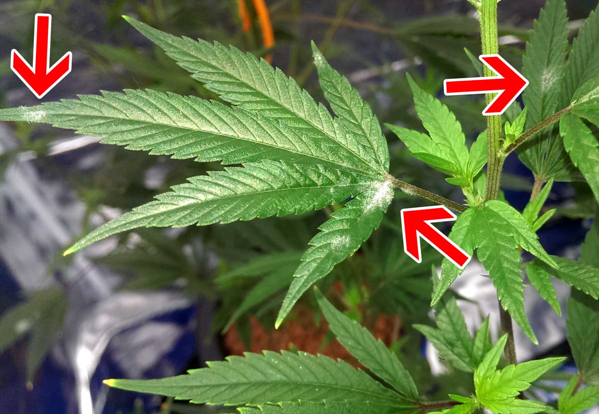 🌱 Powdery Mildew on Cannabis: What to Do When You Find It