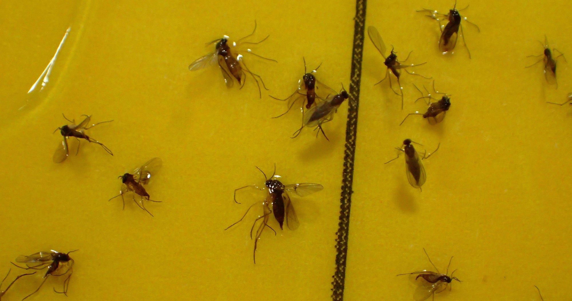 🌱 Fungus Gnats in Cannabis: How to Identify, Treat, and Prevent Them