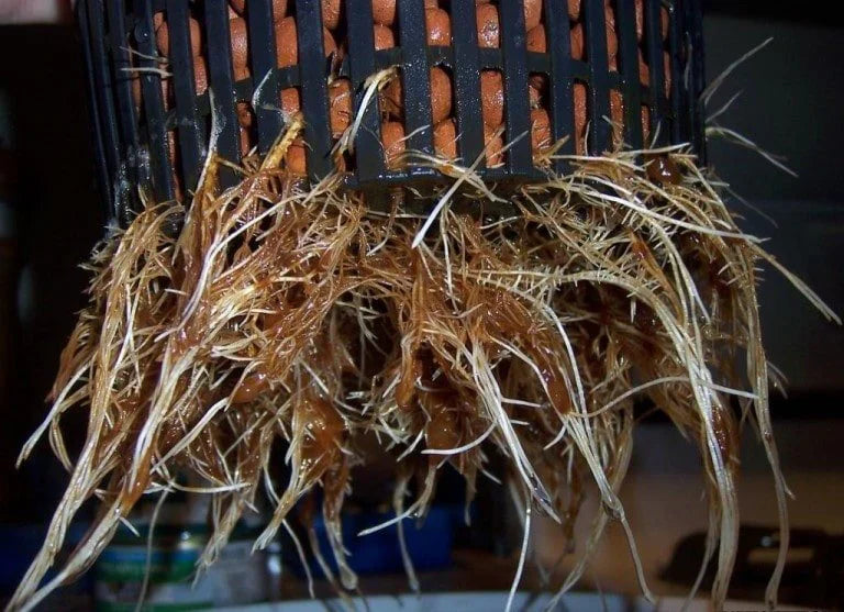 🌱 Root Rot in Cannabis: How to Identify, Prevent, and Correct It
