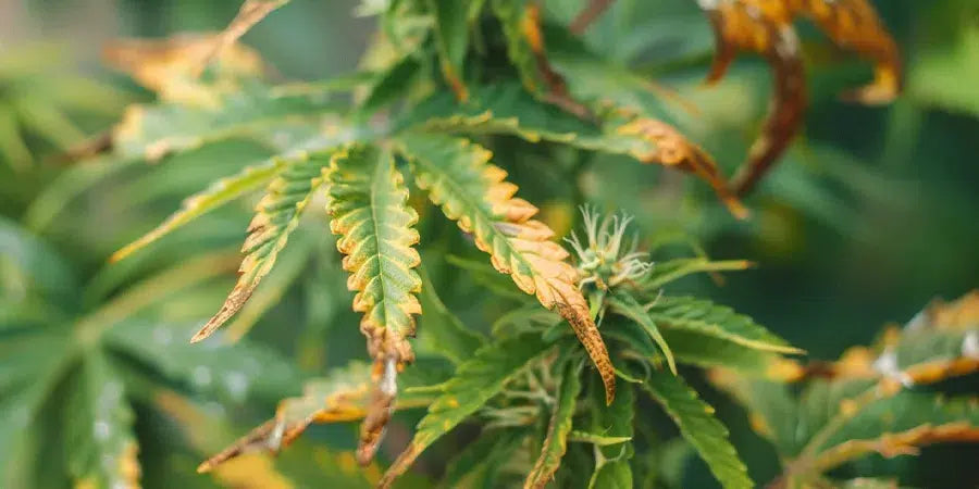 🌱 Cannabis Nutrient Burn: How to Identify, Prevent, and Fix Overfeeding