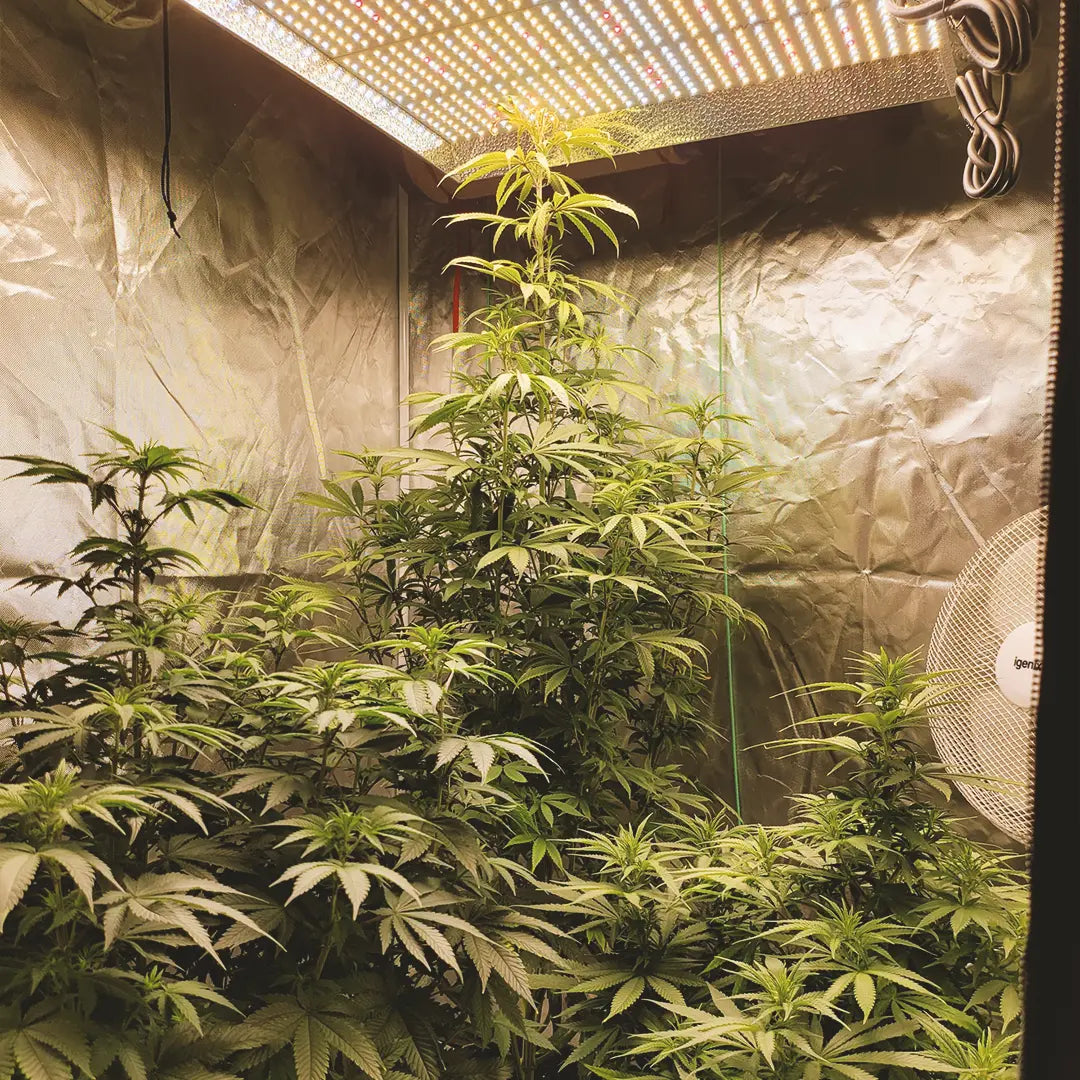 🌱 Cannabis Stretch in Early Flower: Why It Happens and How to Control It