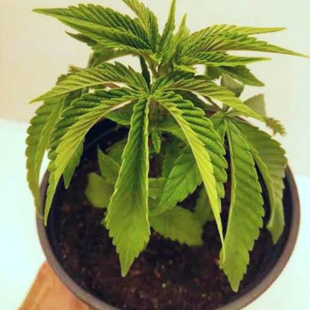 🌱 Heat Stress in Cannabis: How to Identify and Prevent Overheating