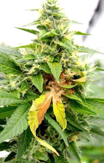 🌱 Bud Rot in Cannabis: How to Identify, Prevent, and Protect Your Harvest