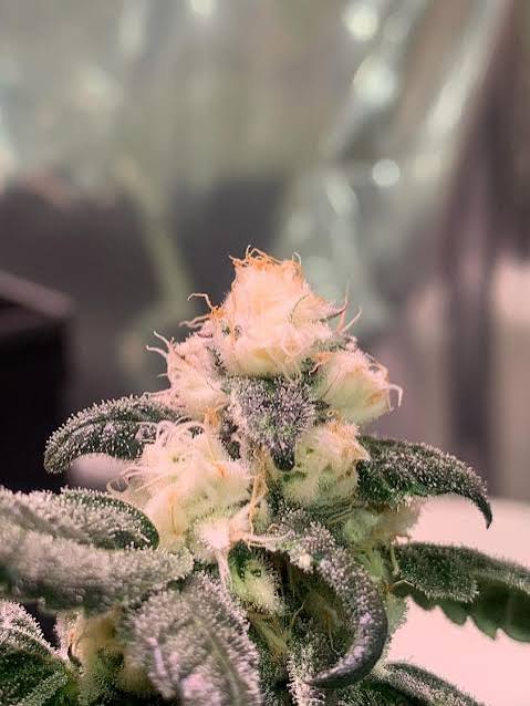 🌱 Cannabis Light Burn and Bleaching: How to Identify and Fix Excess Light