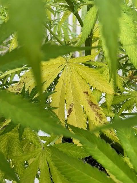 🌱 Why Cannabis Leaves Turn Yellow (And When It’s Actually Normal)