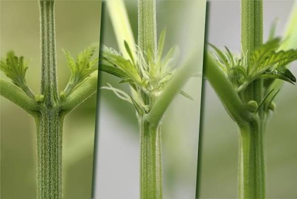 🌱 How to Identify Male Cannabis Plants Early (And Why Clones Prevent This Problem)