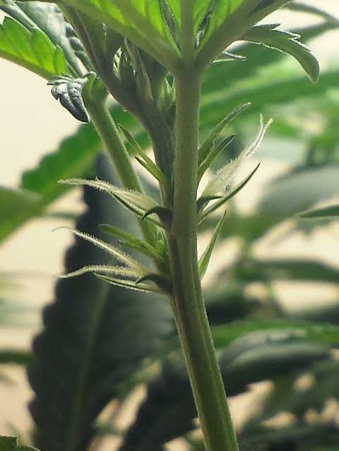 🌱 How to Identify Female Cannabis Plants Early