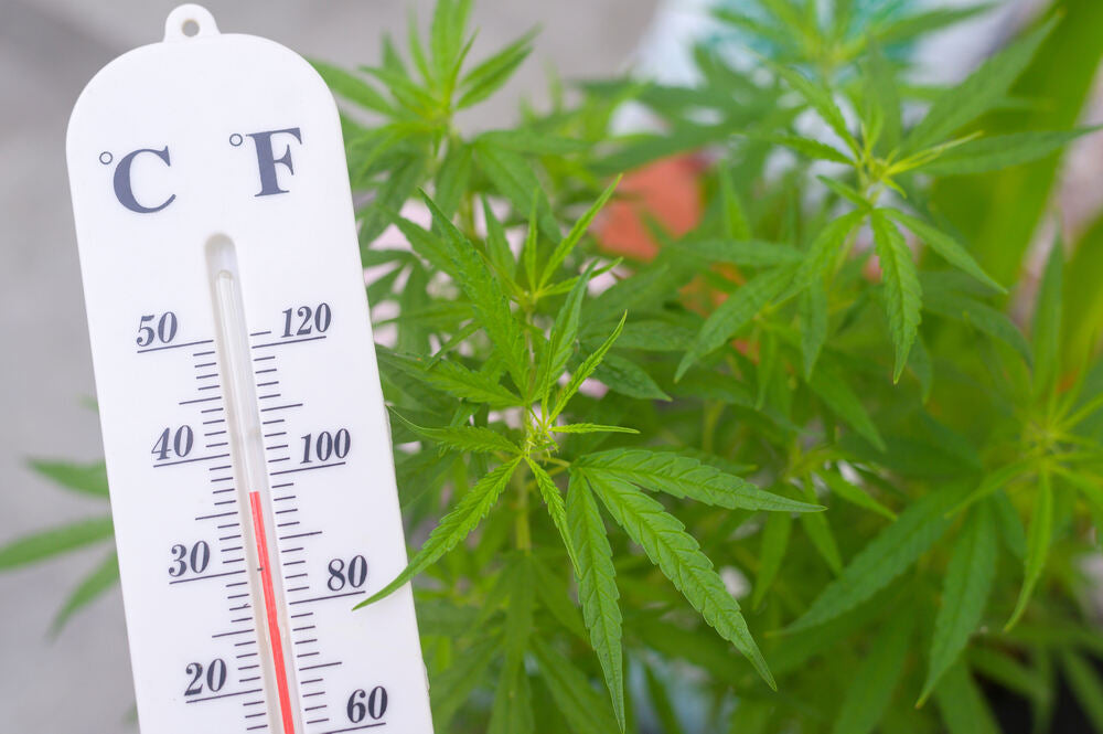 🌱 Best Temperature and Humidity for Growing Cannabis