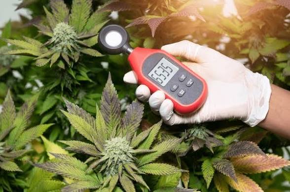 🌱 How Much Light Do Cannabis Plants Need? (PPFD &amp; Light Distance Explained)
