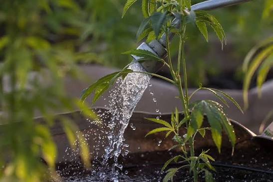 💧 How to Water Cannabis Plants Properly (Avoid Overwatering and Root Problems)