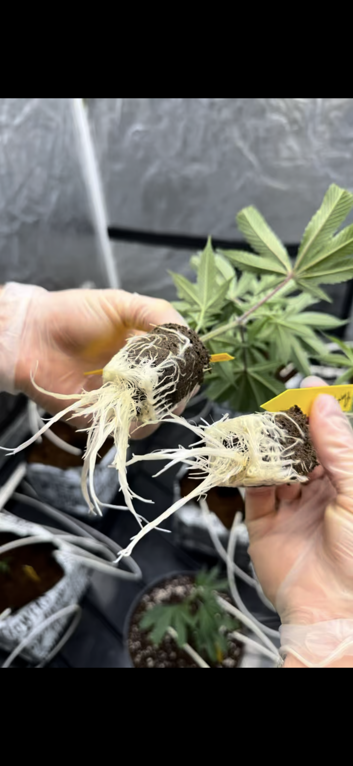 🌱 Cannabis Root Health: How to Grow Strong Roots for Bigger Yields ...