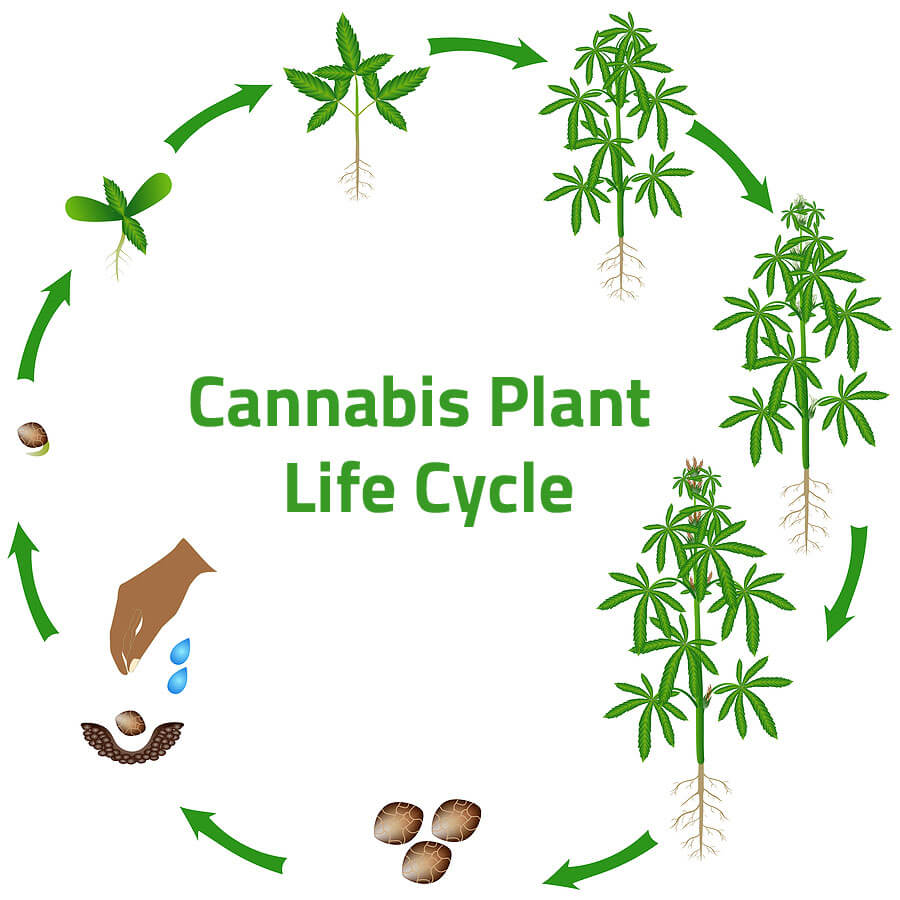 🌱 How Many Harvests Can You Get Per Year Growing Cannabis Indoors?