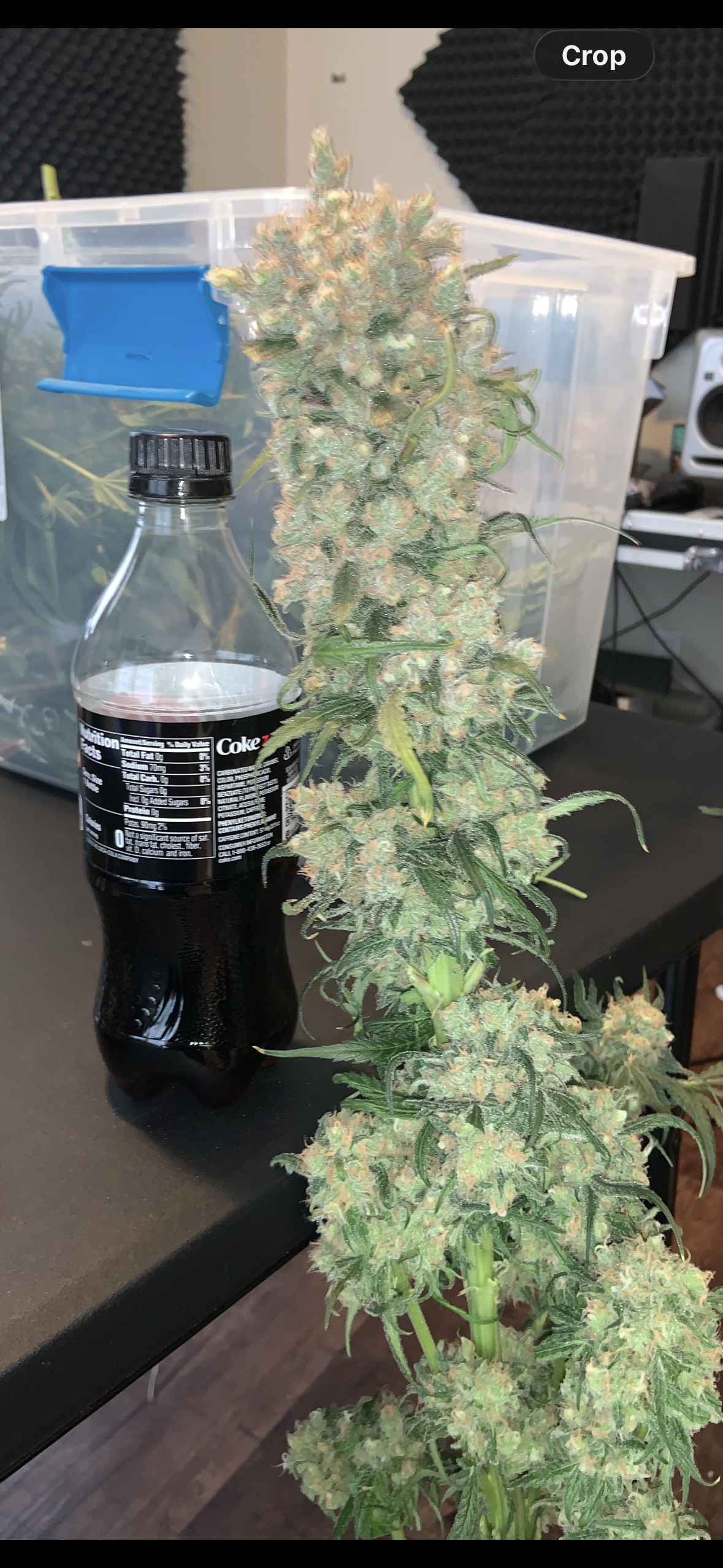 🌱 How to Increase Cannabis Yield Indoors (Proven Methods That Work)