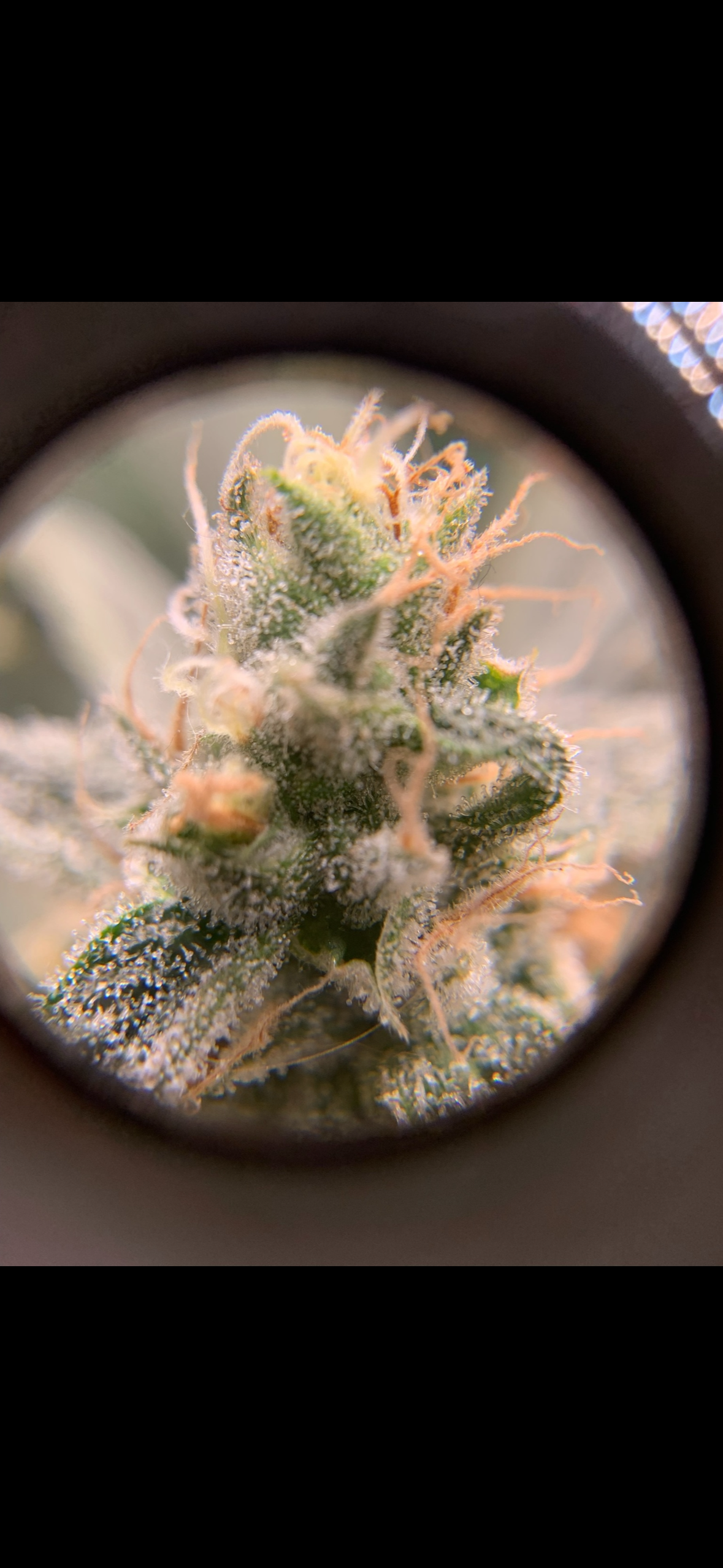 🌱 Is Your Cannabis Ready to Harvest? (Simple Checklist for Growers)