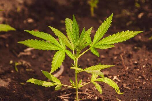 🌱 Soil vs Coco for Growing Cannabis Indoors (Which Is Better?)