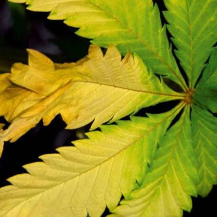 🌱 Cannabis Deficiency Guide: What Your Leaves Are Telling You