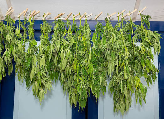 🌱 Indoor Cannabis Drying Conditions (Temperature, Humidity, and Timing Guide)