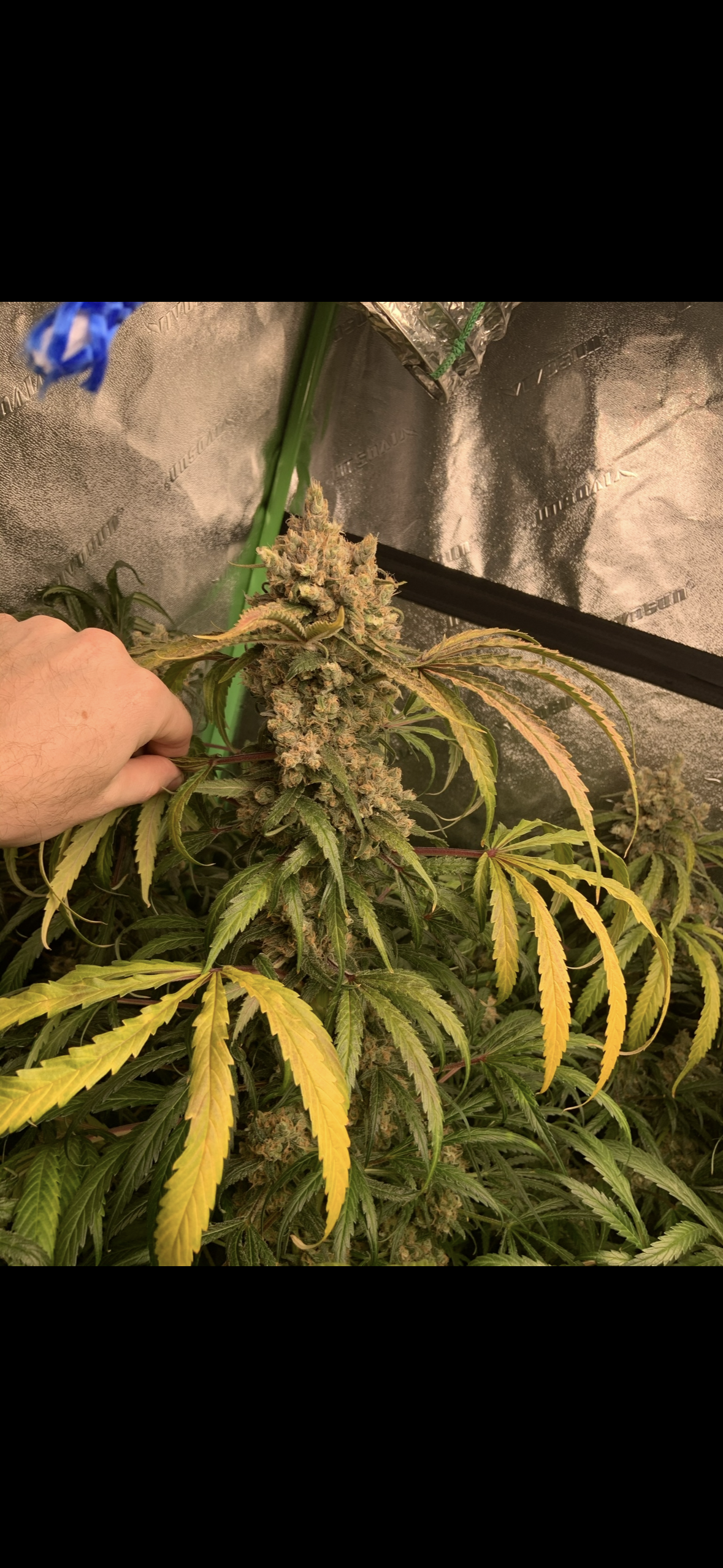 🌱 How to Grow Bigger Cannabis Buds (Top Strategies That Work)