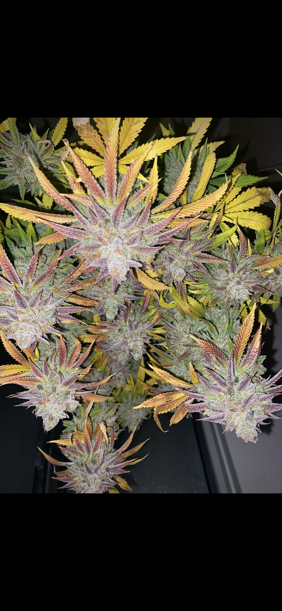 🌱 How to Make Cannabis Smell Stronger (Terpene Boost Guide)