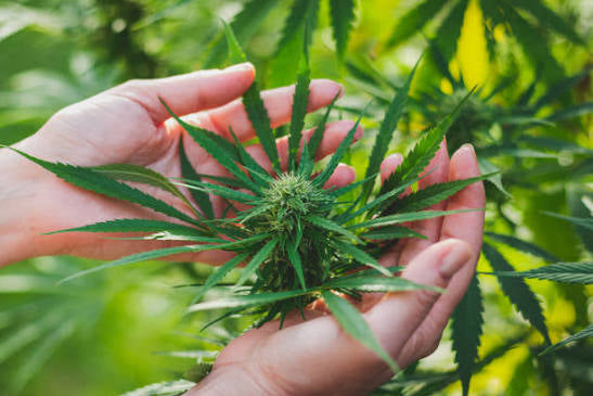 🌱 How to Choose the Best Cannabis Strain for Your Grow