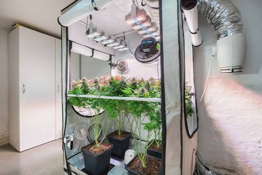 🌱 How Many Cannabis Plants Should You Grow Indoors? (Plant Count by Tent Size)