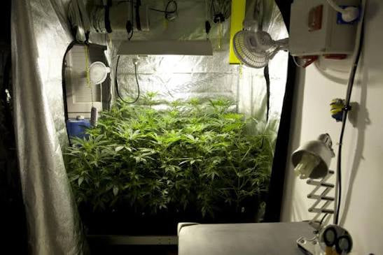 🌱 Indoor Cannabis Grow Room Setup (Complete Beginner Guide)