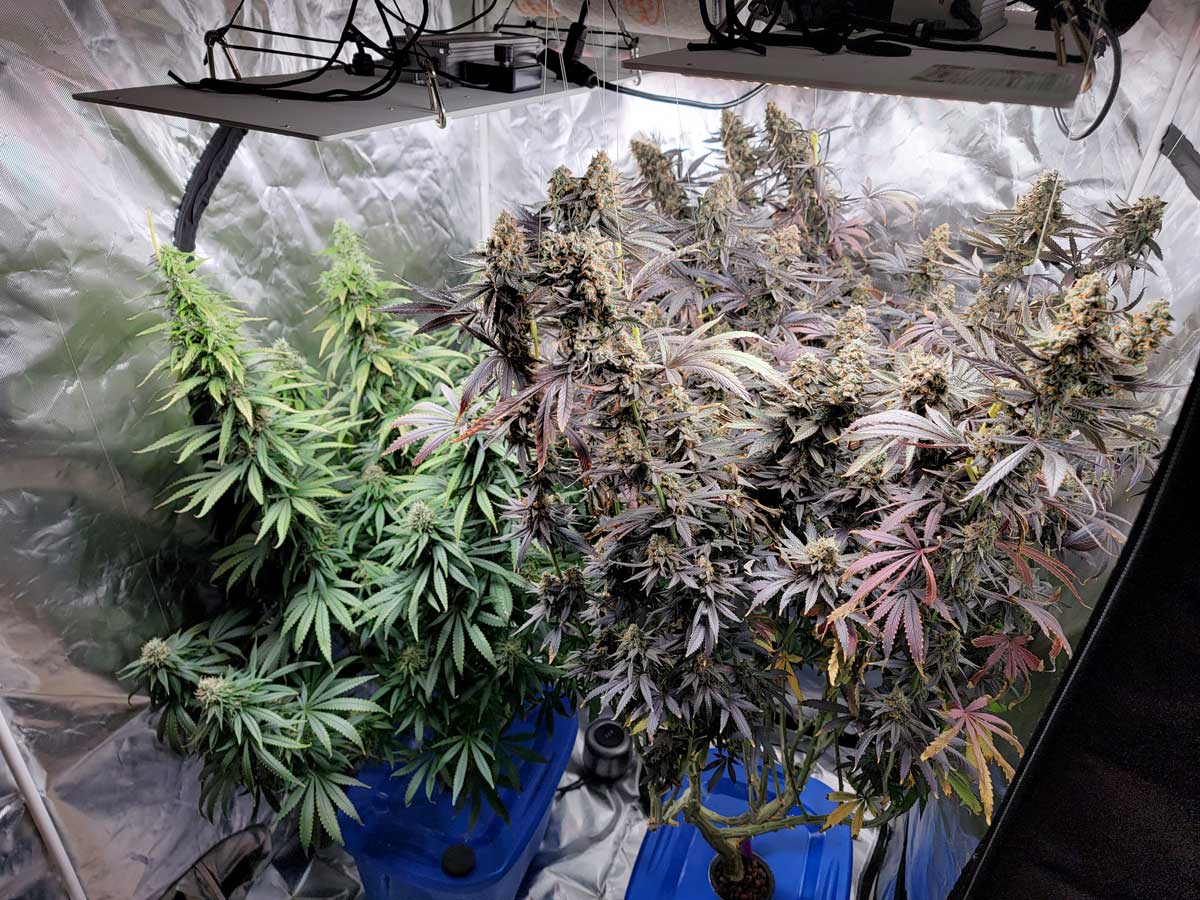 🌱 How to Increase Cannabis Yield Without Increasing Plant Count