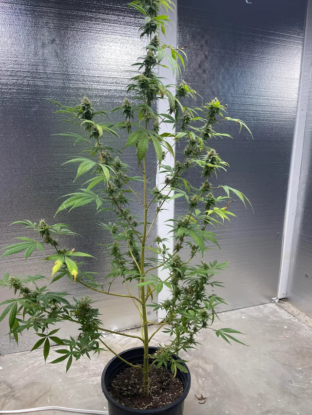 🌱 Why Your Cannabis Yield Is Low (And How to Fix It)