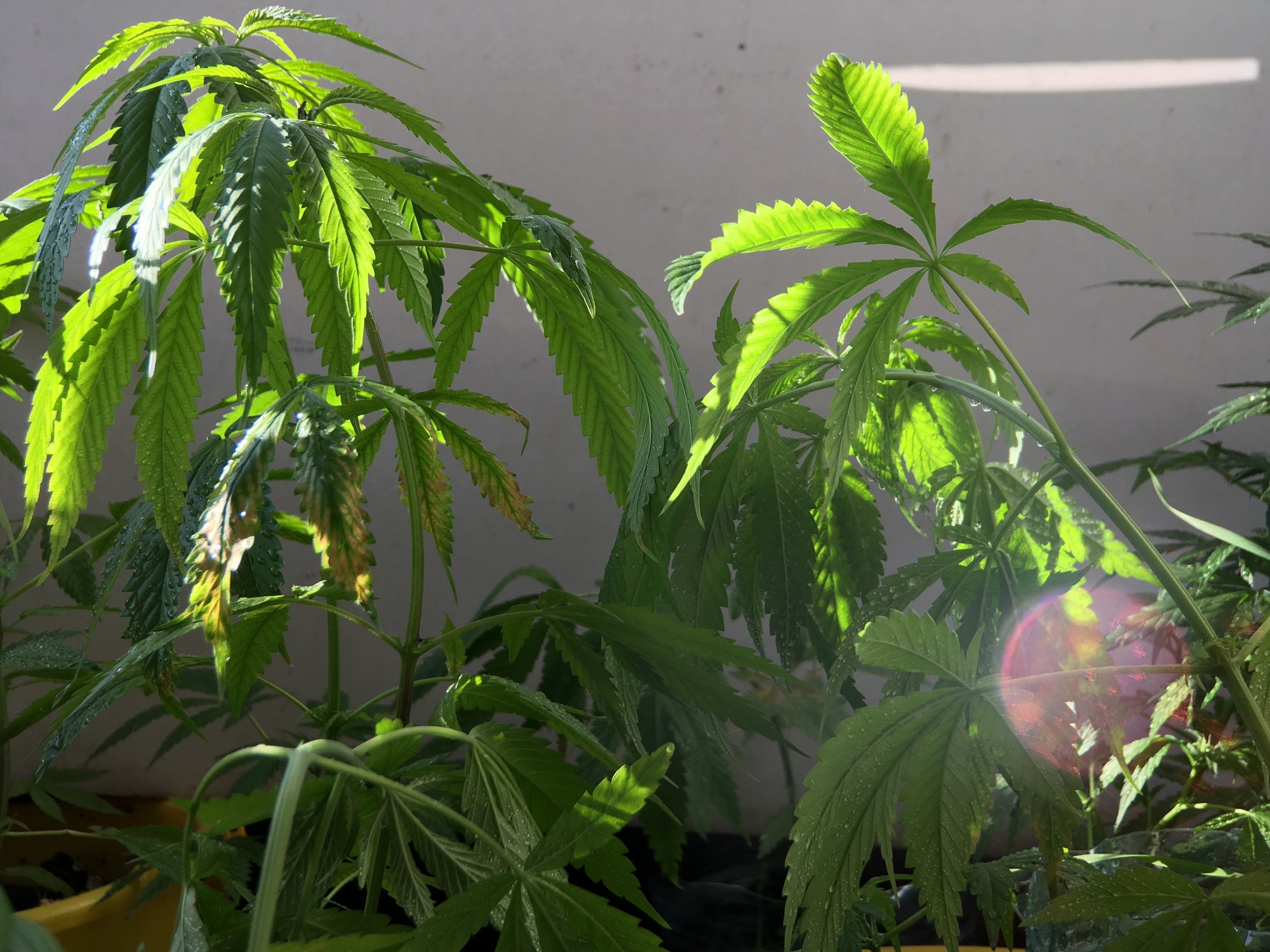 🌱 Why Your Cannabis Leaves Are Drooping (Overwatering vs Underwatering)