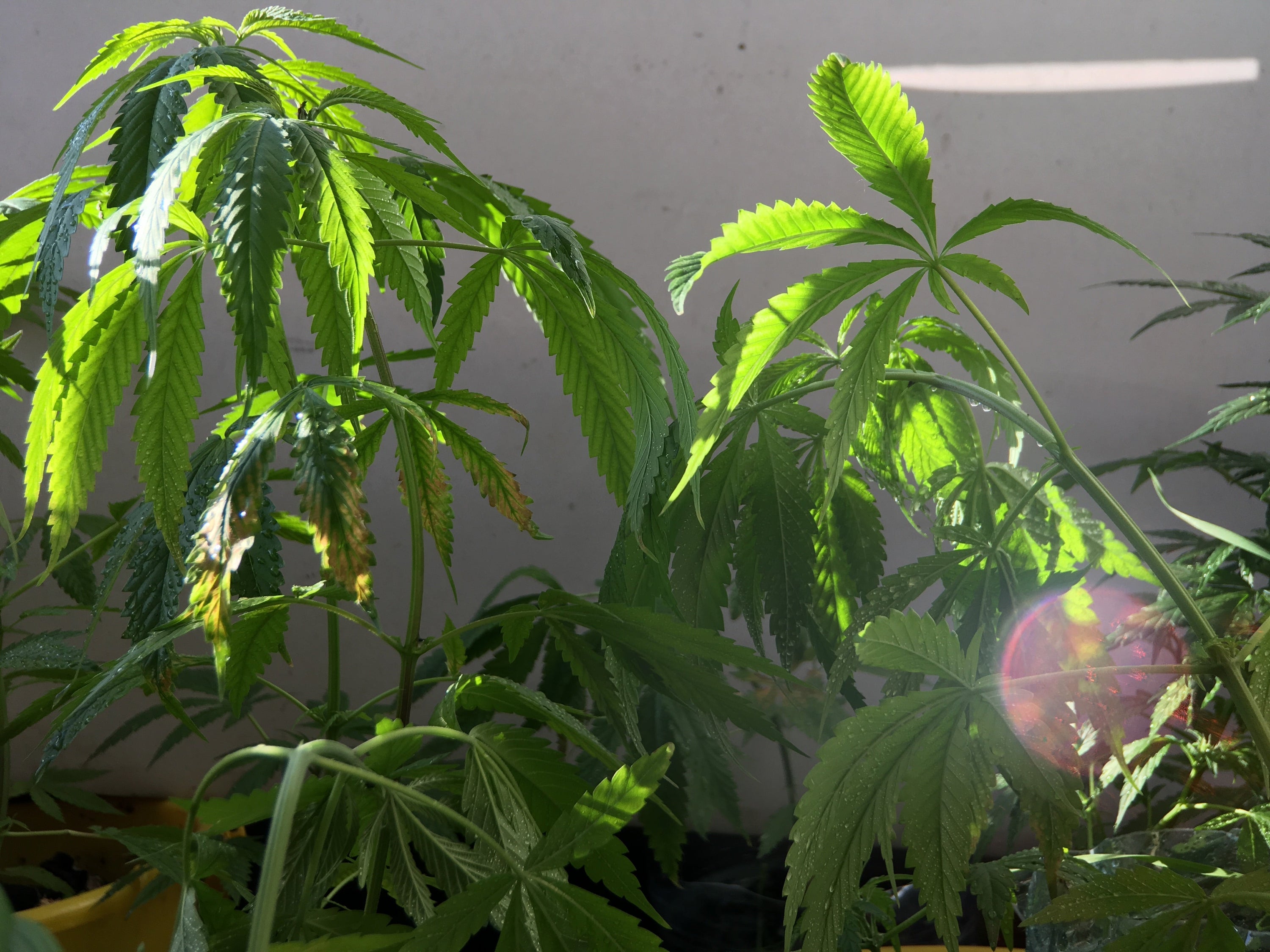 🌱 Why Your Cannabis Leaves Are Drooping (Overwatering vs Underwatering)