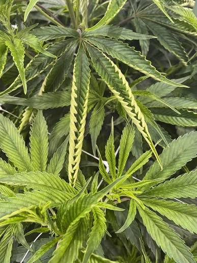 🌱 Why Your Cannabis Leaves Are Curling (Tacoing, Clawing, and Twisting Explained)