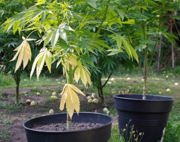 🌱 Why Your Cannabis Leaves Are Yellowing (And What It Actually Means)
