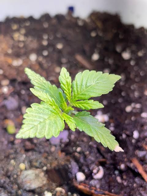 🌱 Why Your Cannabis Plants Are Growing Slowly (And How to Speed Them Up)